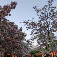 造幣局桜の通り抜け、桜は既に散り始め、有終の美