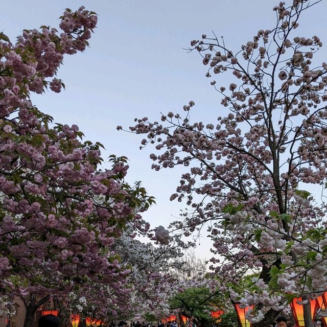 造幣局桜の通り抜け、桜は既に散り始め、有終の美