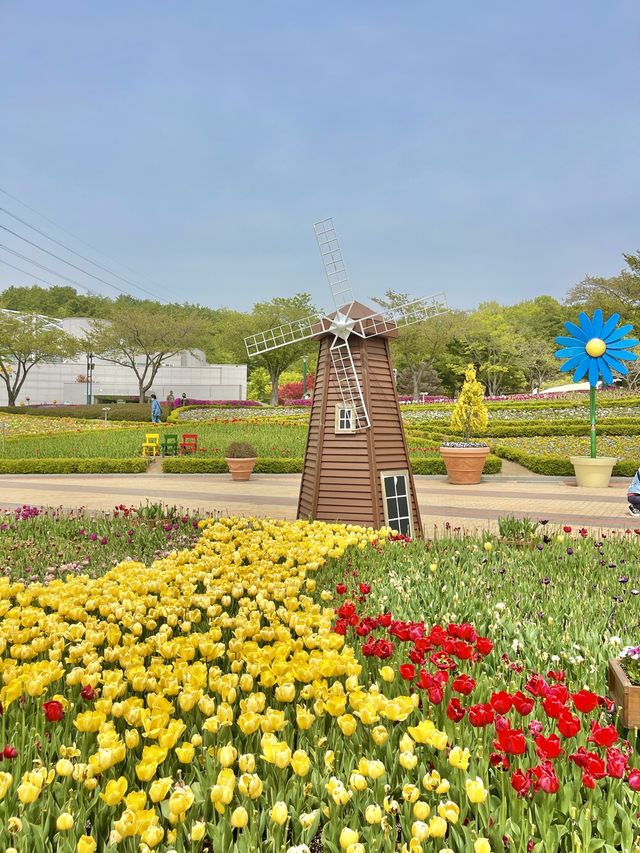 울산대공원 튤립 꽃놀이 🌷