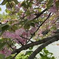 東京賞櫻熱點 - 上野公園