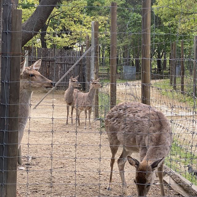 튤립🌷이 한가득 피어있는 “서울숲” 🌳