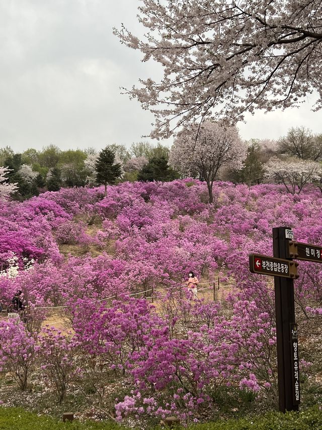 부천 진달래 하면 바로 이 곳! 진달래 축제가 열리는 곳!🌸 [부천_진달래동산]