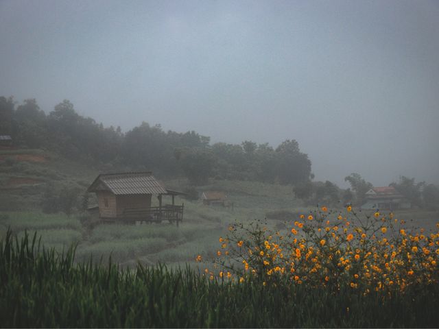 ป่าบงเปียง นาขั้นบันไดที่สวยที่สุดในไทย 