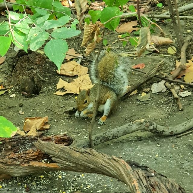 A Trip To Central Park NYC