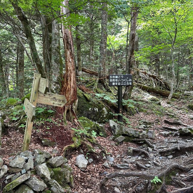 【山梨】いざ夏山へ！広河原から白根御池までの登山道