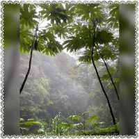 （桃園/復興）享受芬多精的洗禮-拉拉山神木群步道