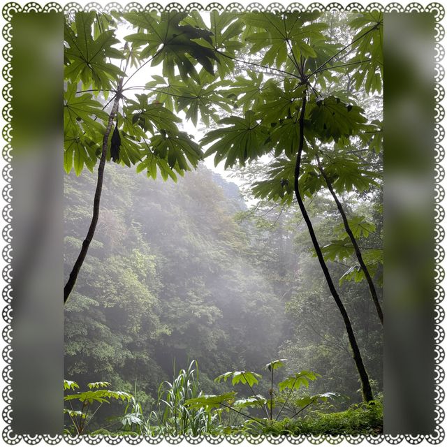 （桃園/復興）享受芬多精的洗禮-拉拉山神木群步道