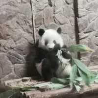 Summer At Chengdu To See Cute Pandas