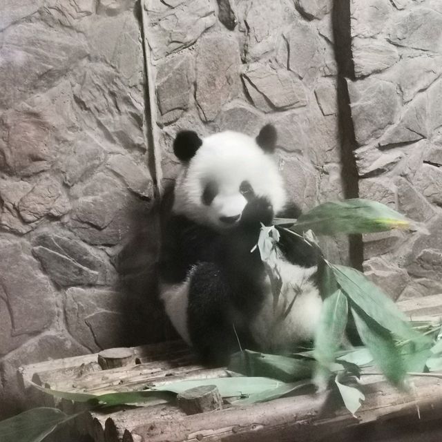 Summer At Chengdu To See Cute Pandas