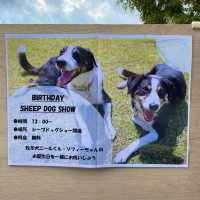 シープドッグショーの牧羊犬ソフィちゃんの働きぶりがすごすぎる六甲山牧場の【南エリア】