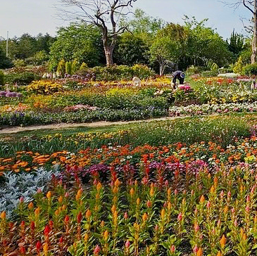 Suncheon Bay National Garden 💐🪷🪻🌾