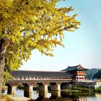 Autumn foliage around Gyochon Hanok village 