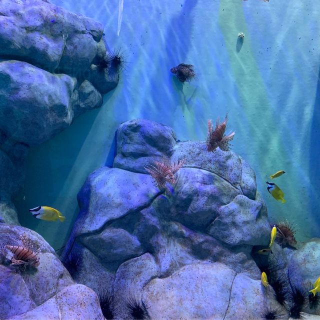 S.E.A. Aquarium, Singapore - Amazing