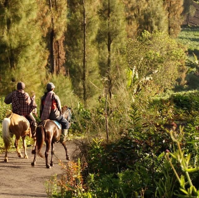 heavenly mount bromo