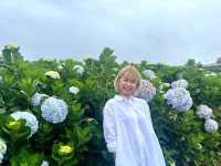 Hydrangea Garden  | DàLat Veitnam 🇻🇳