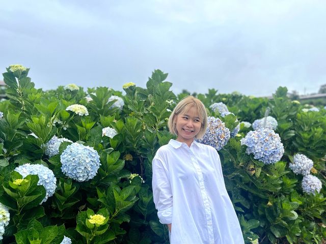 Hydrangea Garden  | DàLat Veitnam 🇻🇳
