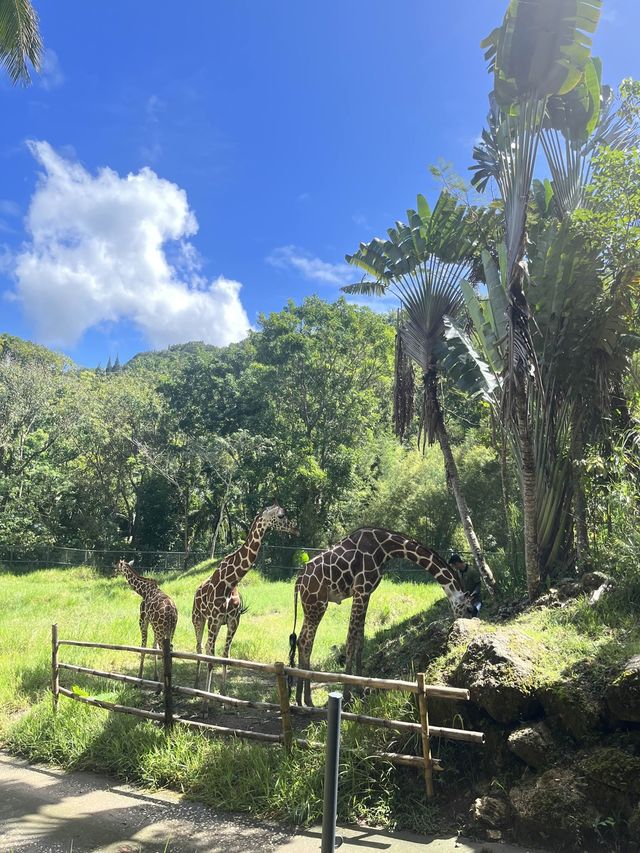 Animal Encounter at Cebu Safari