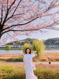 순천에 도착한 봄🌸 순천만국가정원🌸