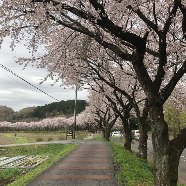 【巾着田】