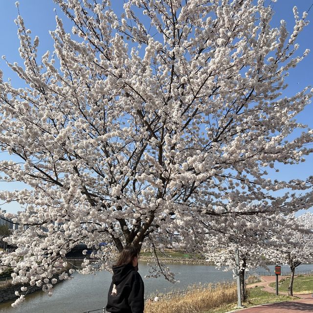 경기도에서 가장 늦게 만개하는 파주 벚꽃🌸