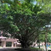 宜蘭大學