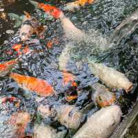 คาเฟ่ปลาคาร์ฟนับพันตัว - Carp Cafe