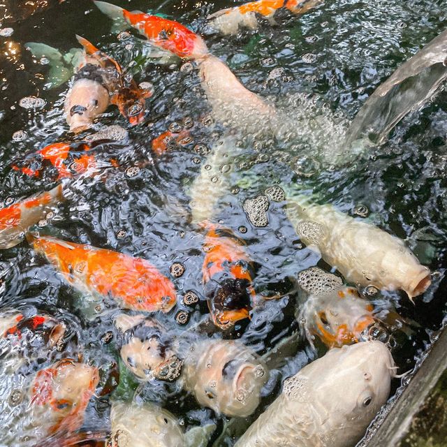 คาเฟ่ปลาคาร์ฟนับพันตัว - Carp Cafe