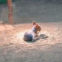 【大阪】天王寺動物園の中の様子