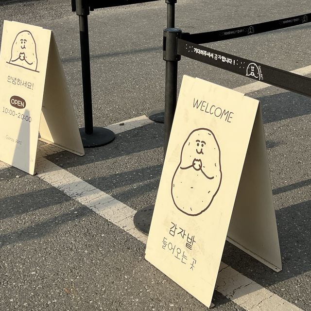 춘천 감자빵 원조! 감자밭으로 오세요🥔🥔