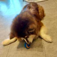 【台灣台中】 Nagonago 寵物友善餐廳🐶 勁多大隻Husky 