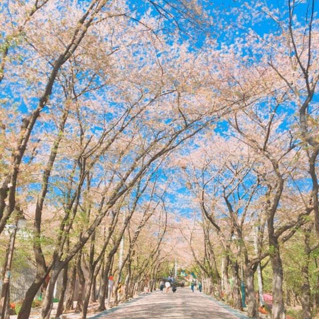 陶唐山櫻花節🌸
可欣賞 1.8 公里的櫻花大路 
