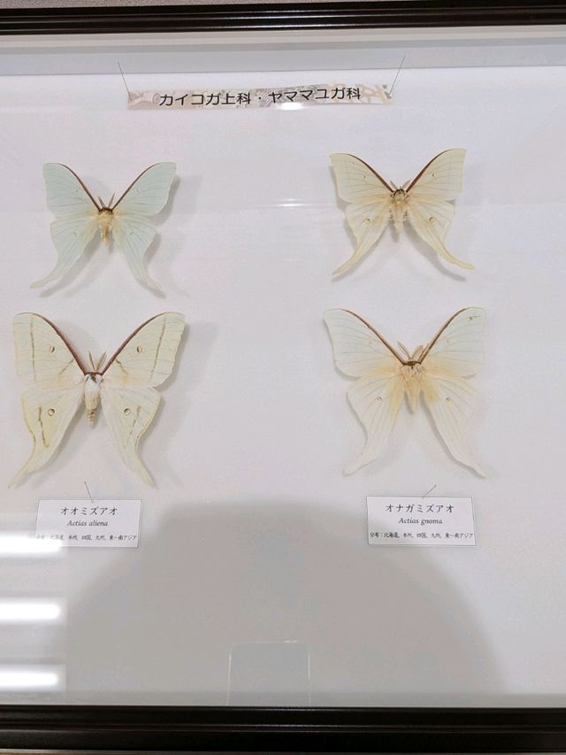 【大阪箕面】箕面の森と虫のミュージアム