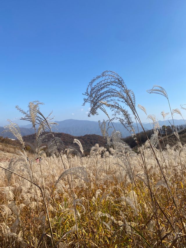 [경기도] 포천 억새밭이 가득한 명성산🏔️