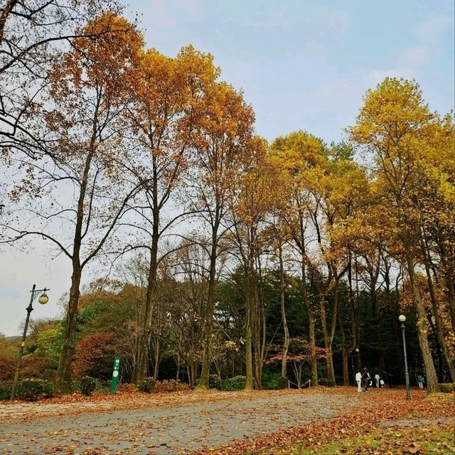 가을단풍 즐길 수 있는 서울대공원