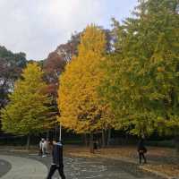 beautiful yoyogi park