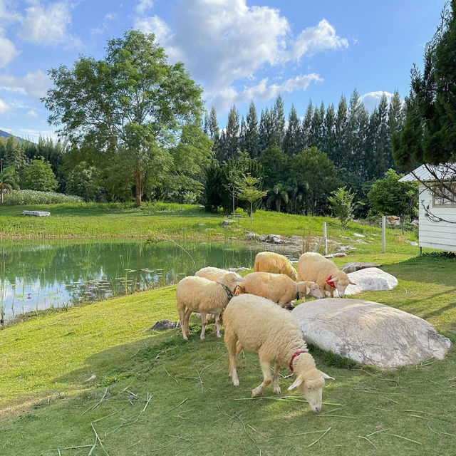 Bucolic ฟาร์มคาเฟ่เขาใหญ่