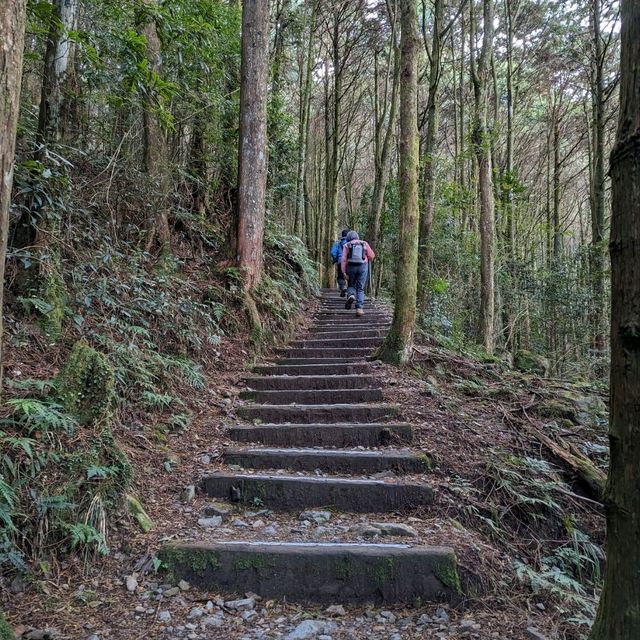 大雪山國家森林遊樂區的美好享受