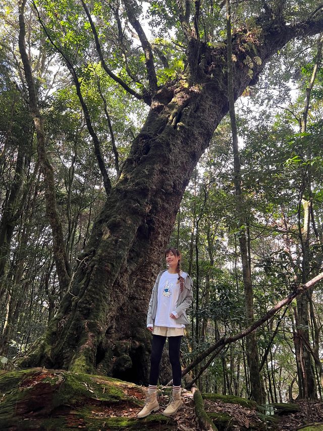 親近山林 感受大雪山的美好