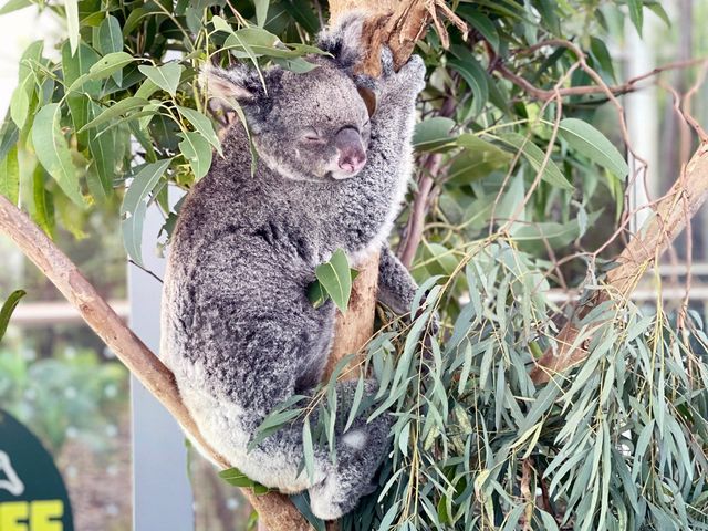 Best Indoor Wild Life Experience in Sydney 