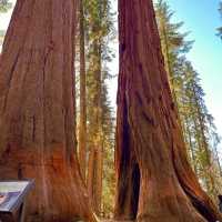 【2024】Sequoia National Park：紅杉國家公園，自然景觀，拍照好去處
