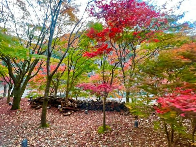 京都必訪🍁嵐山🍁