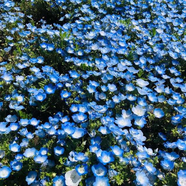 【國營日立海濱公園】藍粉蝶的夢幻山丘📷🦋