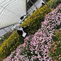 Unplanned trip to cameron highlands