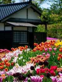 Tonami Tulip Park