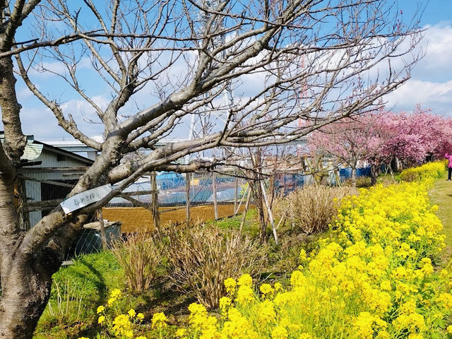 Sakura Along the river