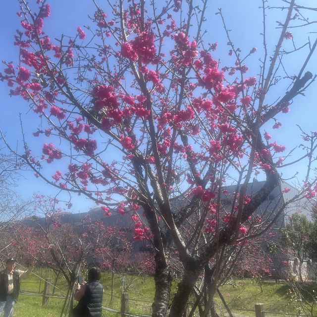 中科崴立櫻花公園