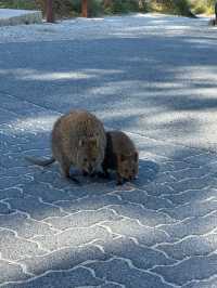 Rottnest Island