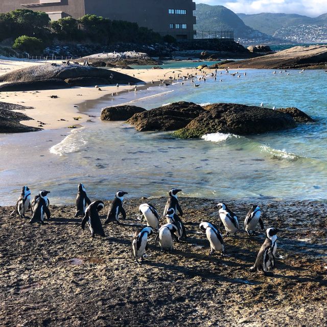 เสิร์ฟความน่ารักของ African Penguins 🐧🤗