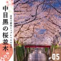 🌸必見！都内の夜桜攻略！🌸
