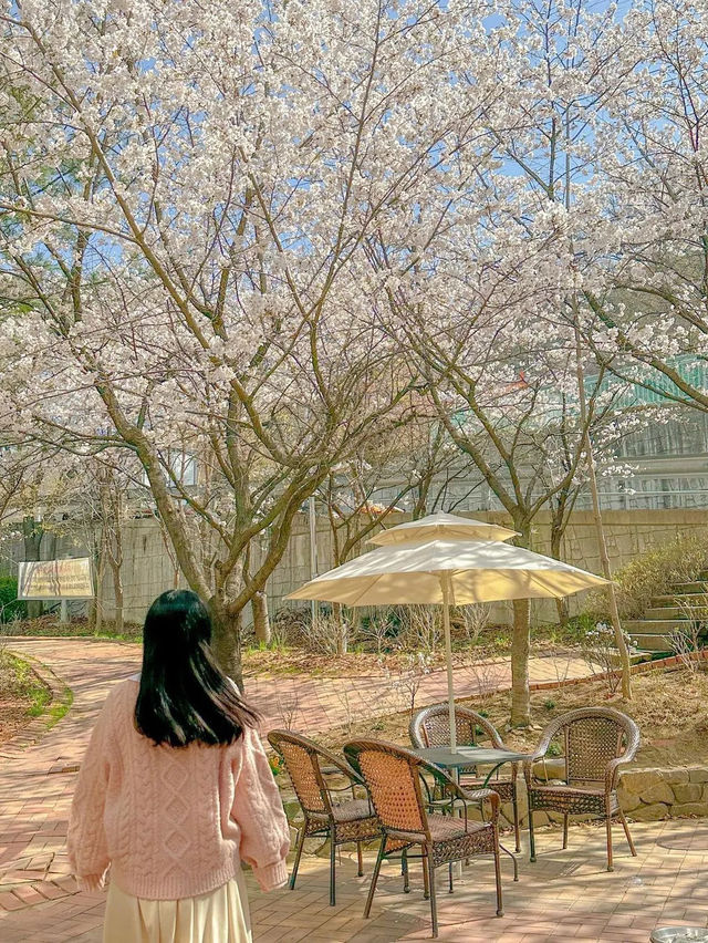 치즈빙수, 아니 실시간 청주 벚꽃 맛집🧀🌸